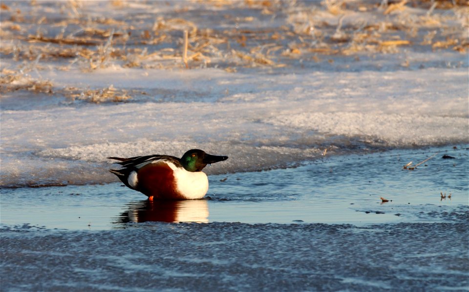 Northern Shoveler Huron Wetland Management District
