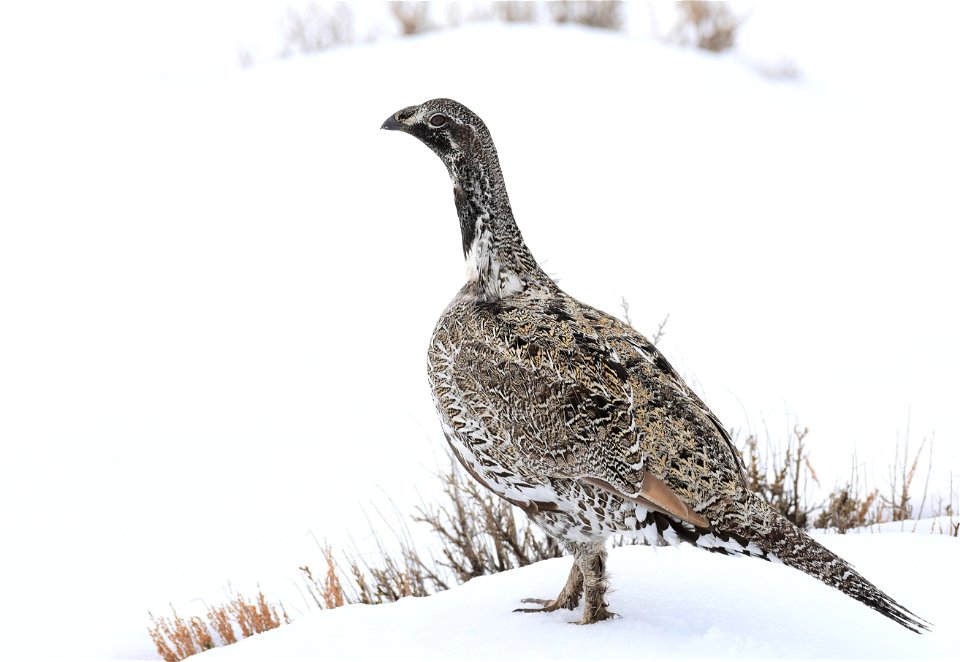Greater sage-grouse on Seedskadee National Wildlife Refuge