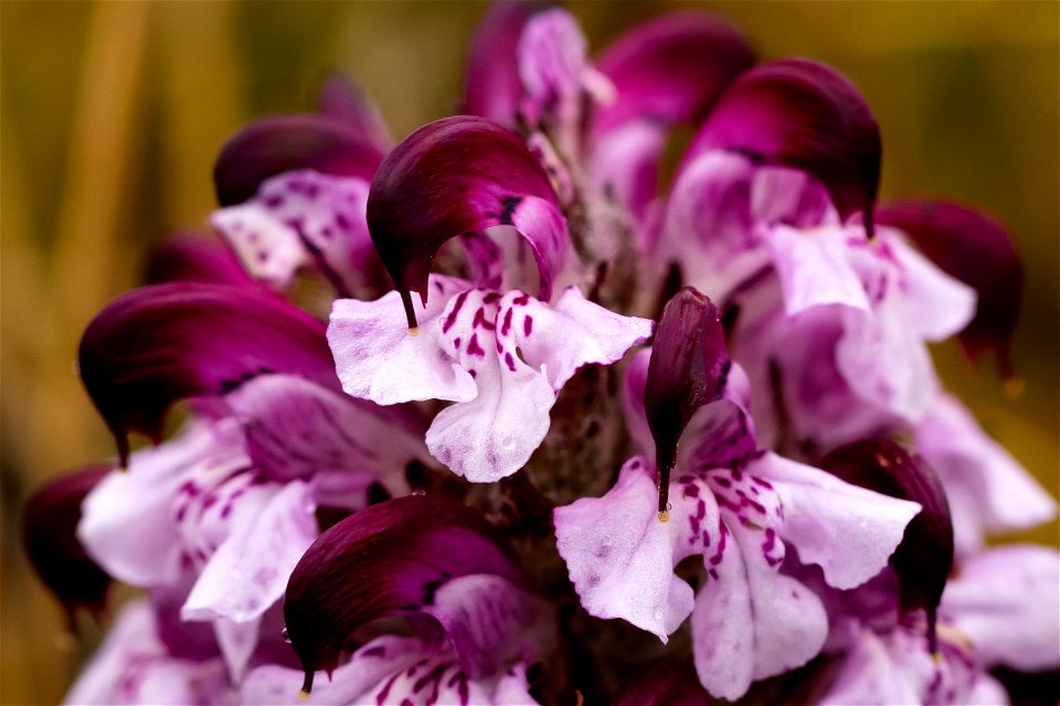 Sudetic lousewort
