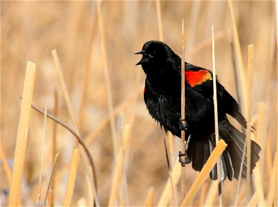 Red-winged blackbird at Seedskadee National Wildlife Refuge photo