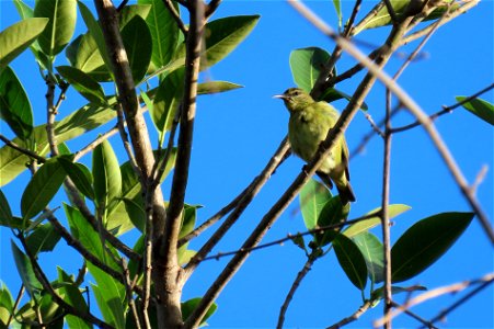 Red-legged Honeycreeper photo