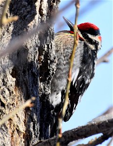 Red-naped sapsucker at Seedskadee National Wildlife Refuge photo