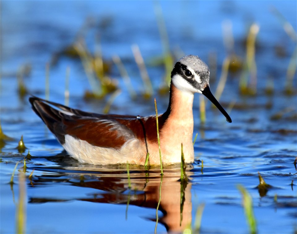 Wilson's phalarope at Seedskadee National Wildlife Refuge
