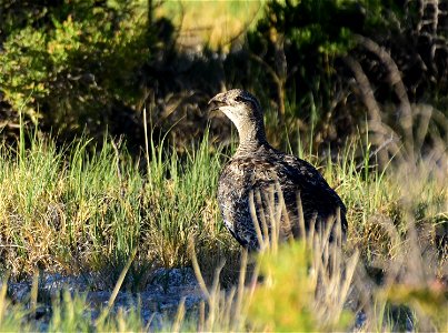 Greater sage-grouse at Seedskadee National Wildlife Refuge