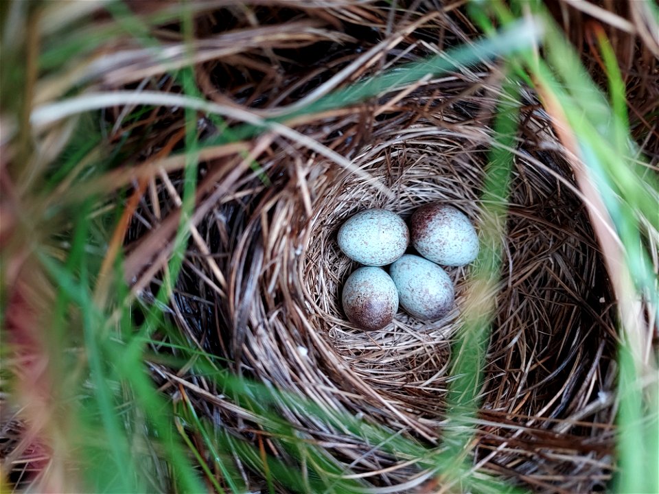 Saltmarsh sparrow nest with 4 eggs at Rachel Carson National Wildlife Refuge