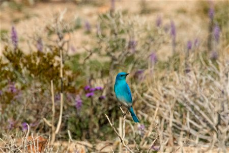 Male Mountain Bluebird