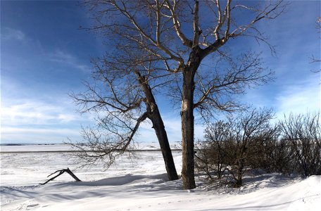 Our Stately Poplar Pair