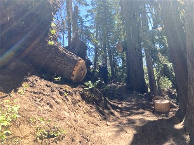 20210715-FS-Mt Hood-Downed trees cleared by Forest Service Trail crew in Wilderness along Pacific Crest Trail - 02 photo