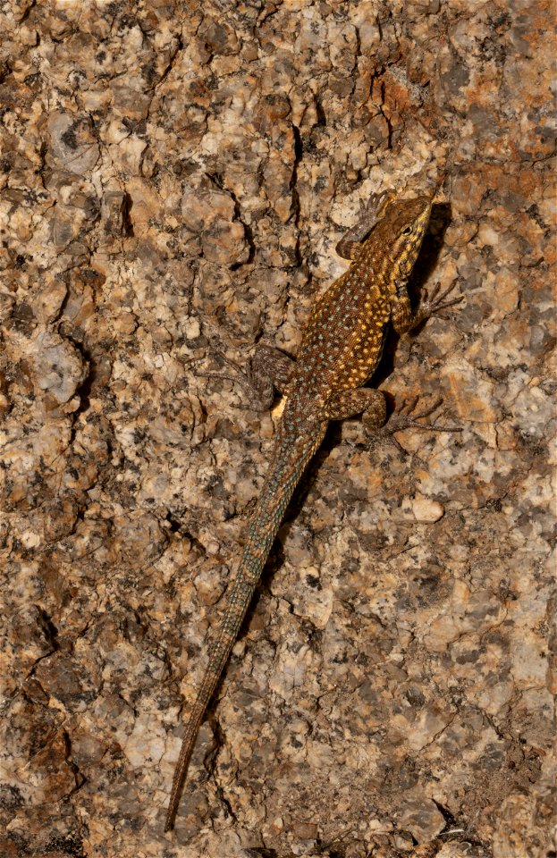 Western Fence Lizard at the Alabama Hills