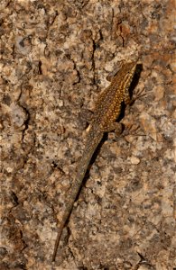 Western Fence Lizard at the Alabama Hills photo