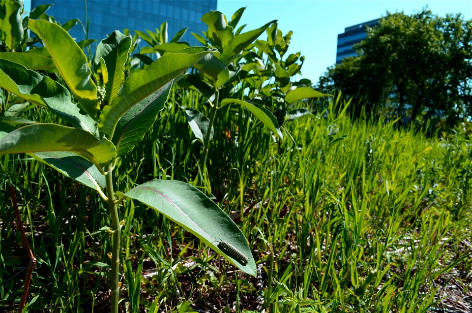 Urban monarch caterpillar