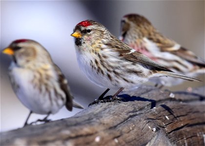 Common redpoll at Seedskadee National Wildlife Refuge
