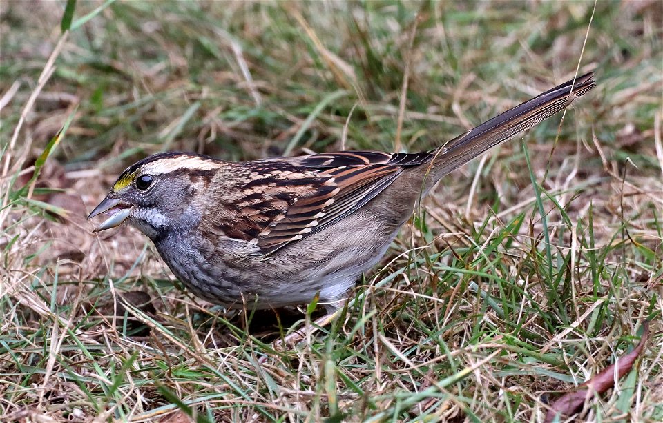 895 - WHITE-THROATED SPARROW (10-16-2022) white-striped, crescent city, del norte co, ca  (3)