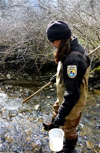 Supervisory Fish Biologist Shawn Nowicki observing the Conneaut Creek for non-target species.