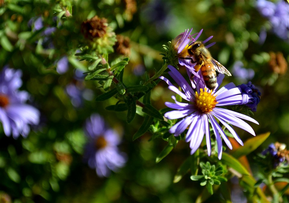 Bee on aster