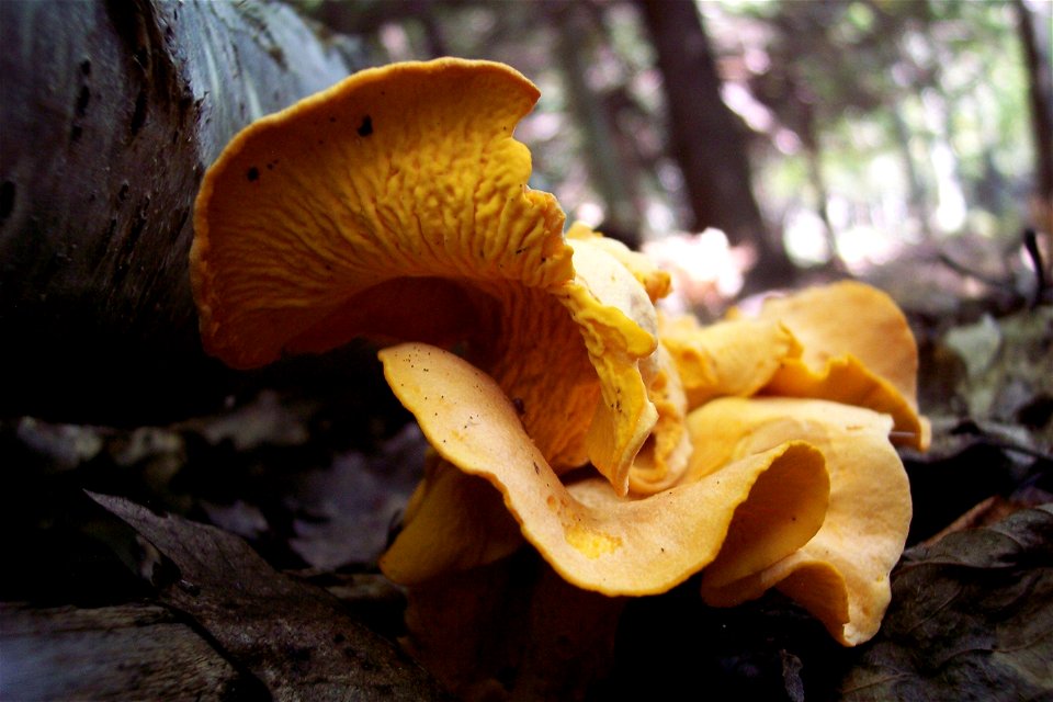 Chanterelle Mushroom