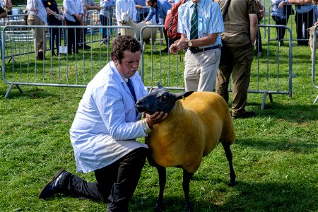 Someone is looking at ewe (WCAS21) photo