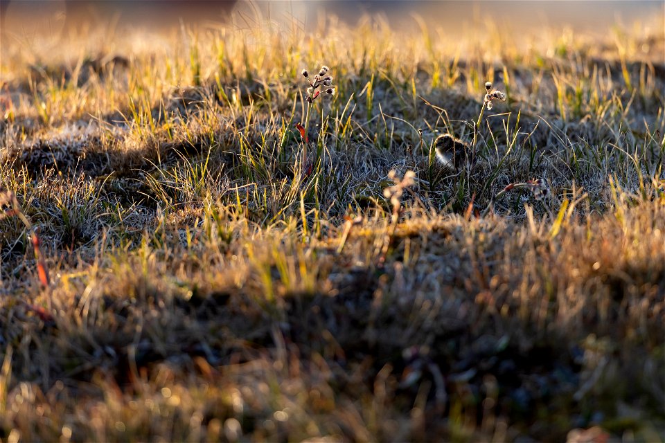 Semipalmated sandpiper chick in the Arctic photo