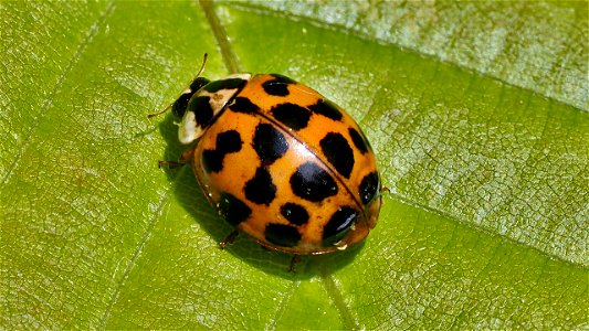 Harmonia axyridis (Asiatischer Marienkäfer)
