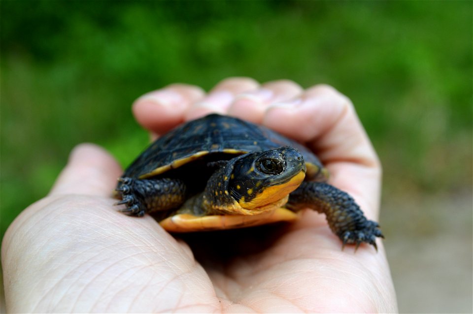 2 Year Old Blanding's Turtle