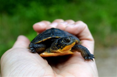 2 Year Old Blanding's Turtle photo