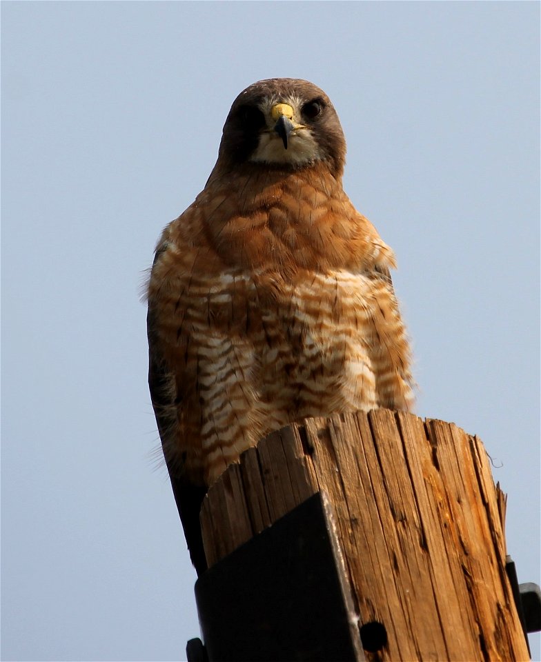 Juvenile Swainson's hawk