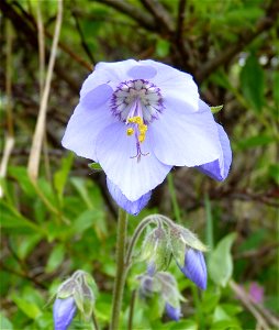 Jacobs Ladder_6-22-2011