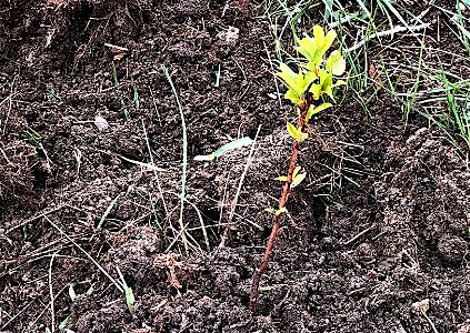 Project Transplant Choke Cherries