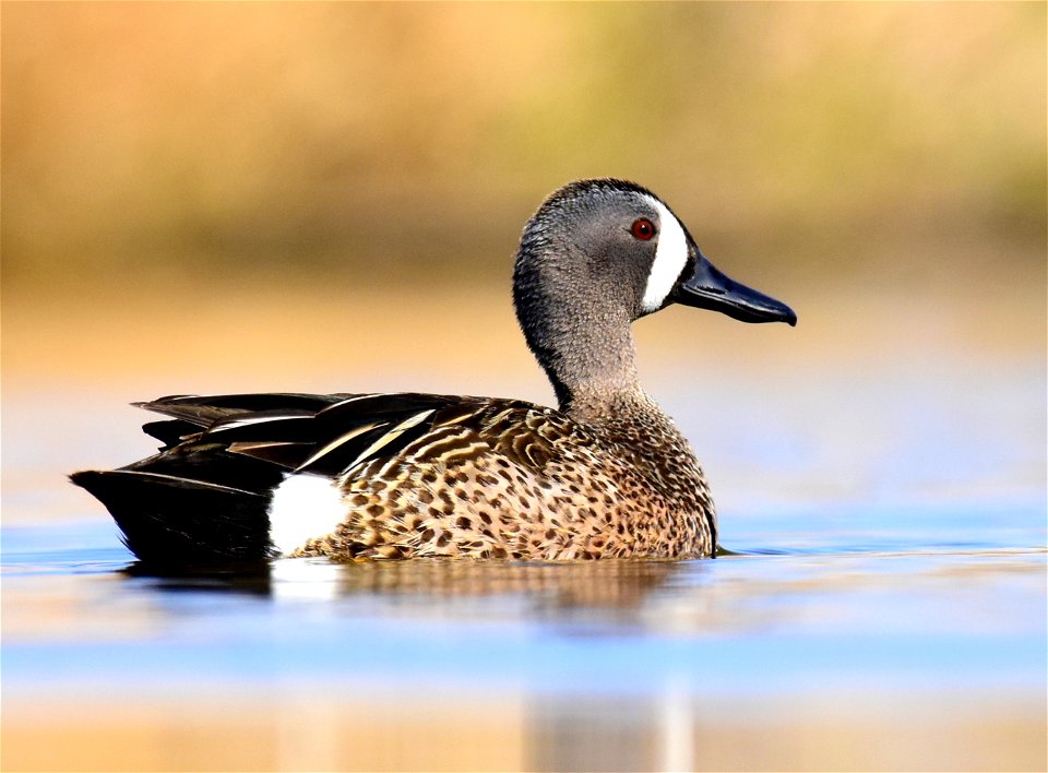 Blue-winged teal at Seedskadee National Wildlife Refuge
