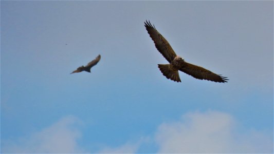 Swainson's Hawk