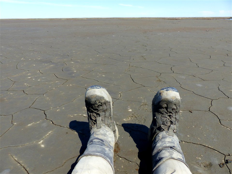 Waiting for turnstones