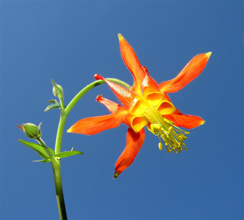 COLUMBINE, RED (Aquilegia formosa) (6-21-2021) 5000 ft, bear basin meadow, smith river nat rec area, del norte co, ca -02