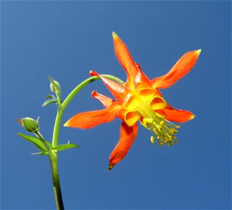 COLUMBINE, RED (Aquilegia formosa) (6-21-2021) 5000 ft, bear basin meadow, smith river nat rec area, del norte co, ca -02