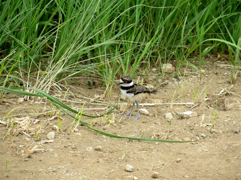 Killdeer Chick Lake Andes Wetland Management District South Dakota