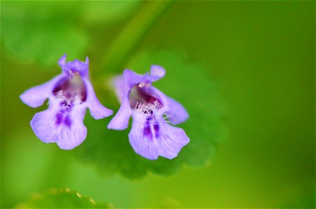 Creeping Charlie is a quaint plant but don't let it fool you - its also considered weedy! Otherwise known as Ground Ivy, this plant thrives in disturbed soil and lawns. photo