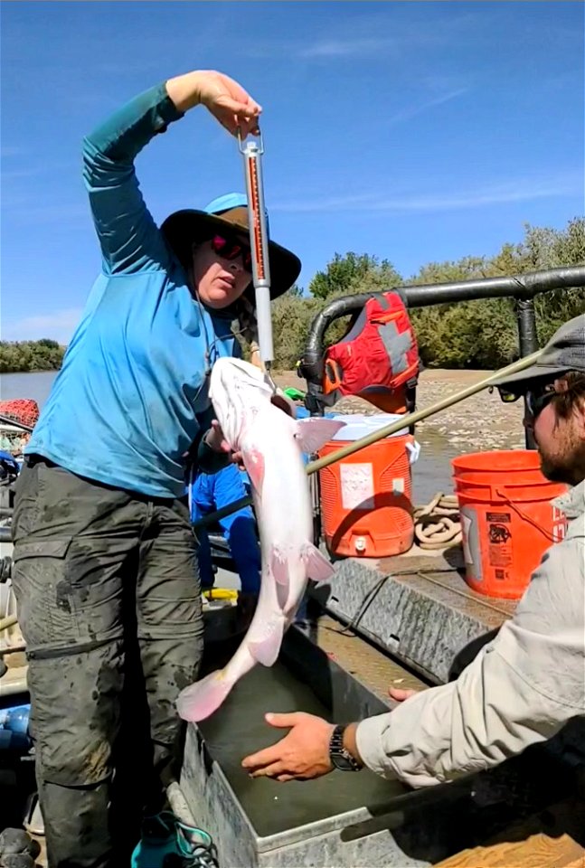 Colorado Pikeminnow