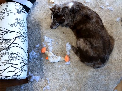 Someone Needs a New Toy