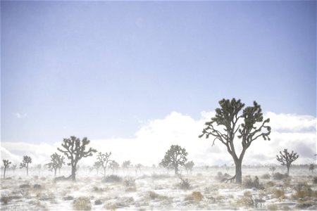 Snow being blown across a field of Joshua trees near Queen Valley photo