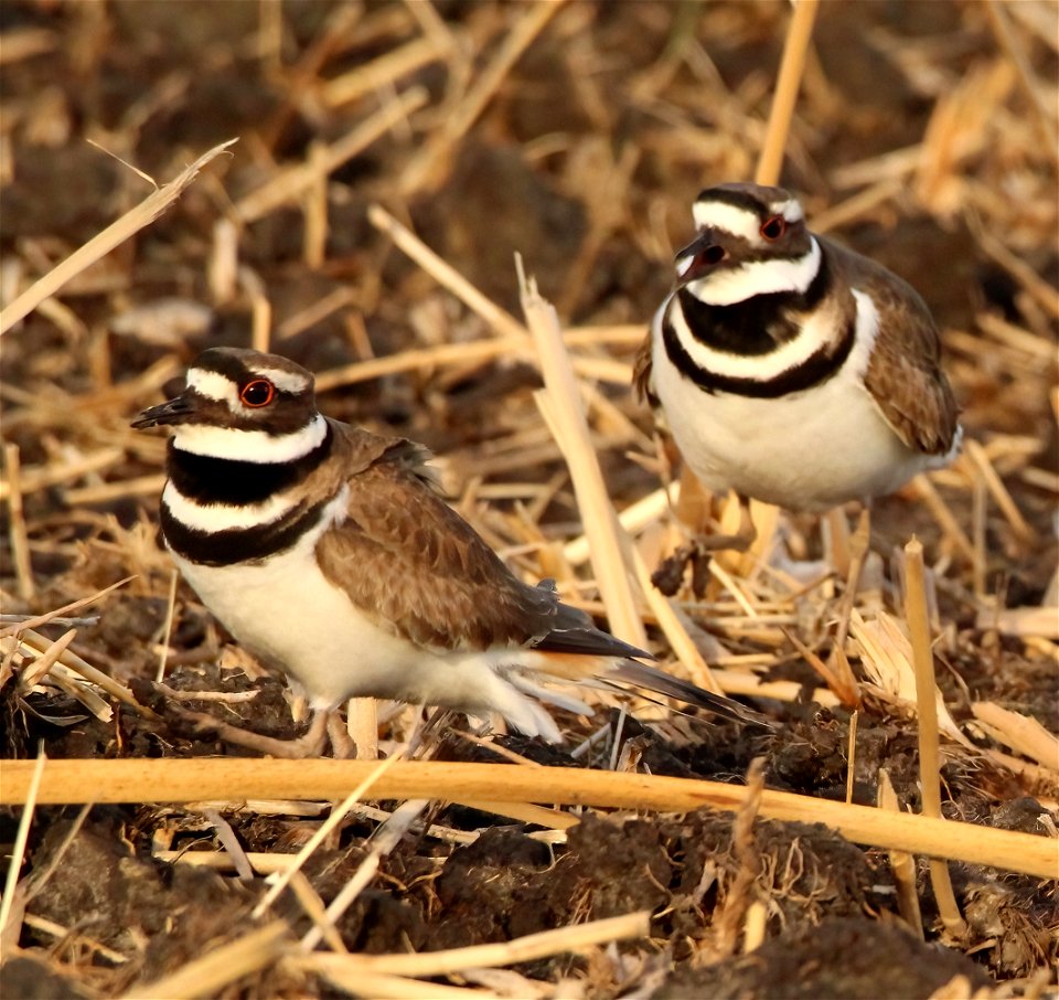 Killdeer in Spring at Huron Wetland Management District, South Dakota