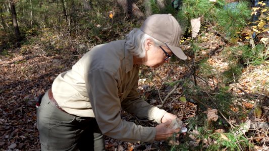 Releasing Laricobius Beetles