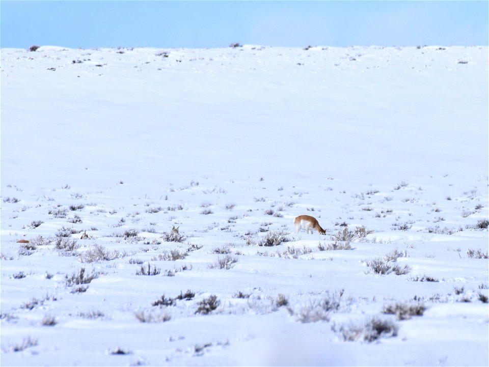 Pronghorn on Seedskadee National Wildlife Refuge