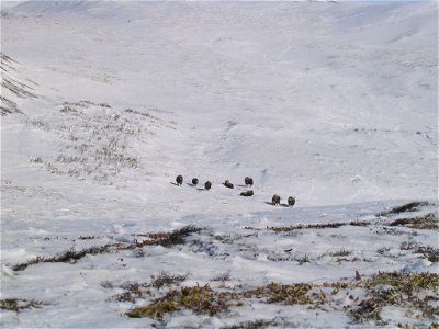 Muskox viewed during a Gyrfalcon survey