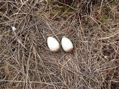Crane nest with eggs
