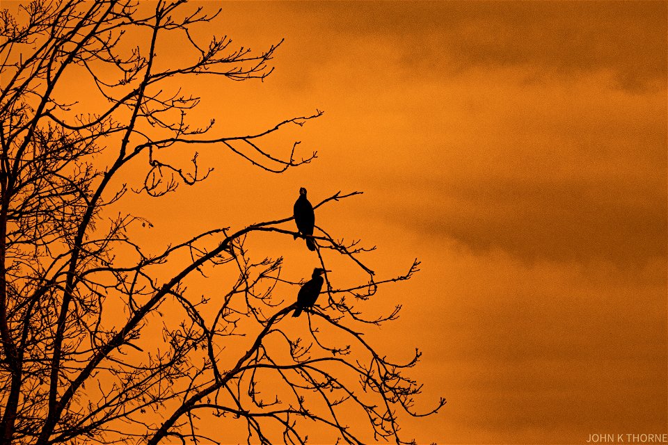 Cormorants photo