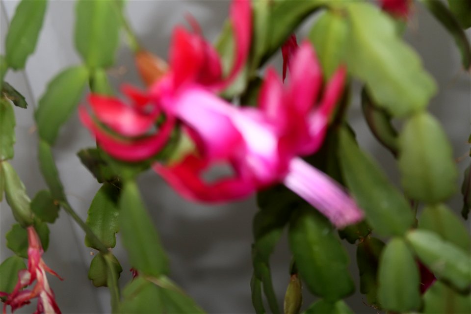 Christmas-cacti_2023_0223_153203