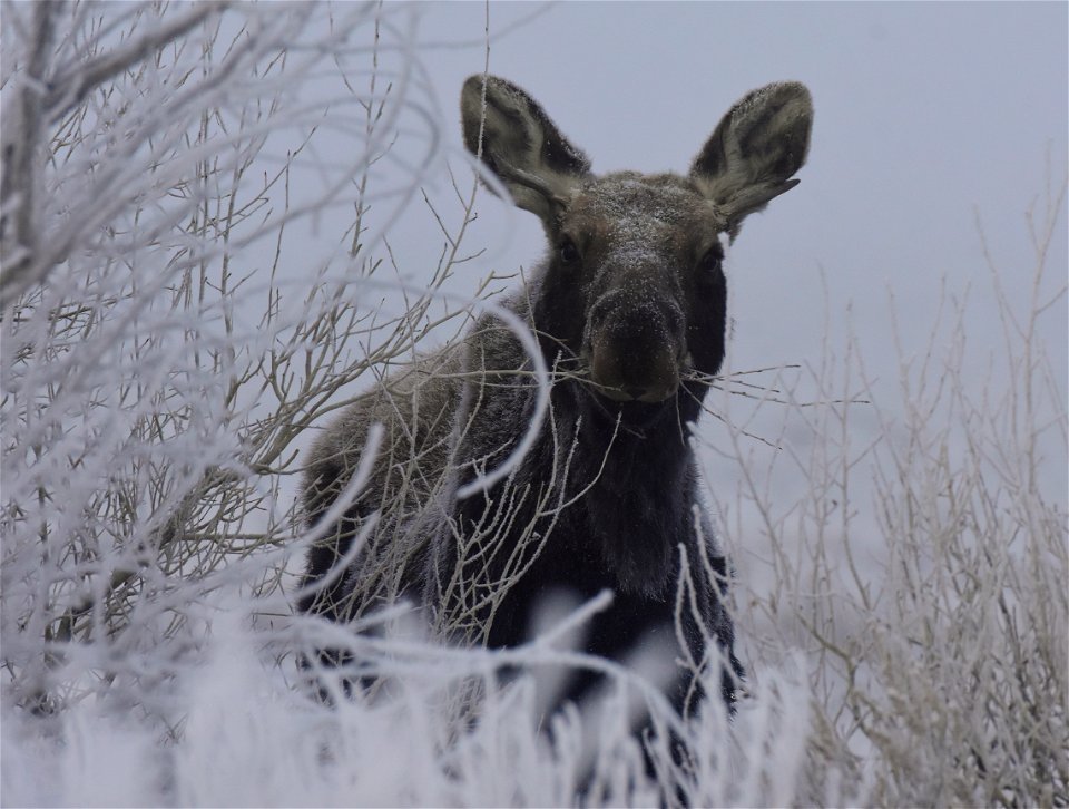 Moose at Seedskadee National Wildlife Refuge photo