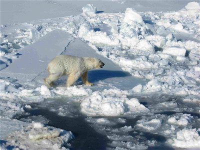 Male Polar Bear on Pack Ice photo