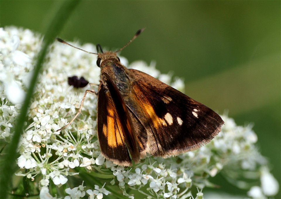 SKIPPER, BROAD-WINGED (Poanes viator) (05-29-2023) J. Morgan Futch Gamelane, tyrrell co, nc -01