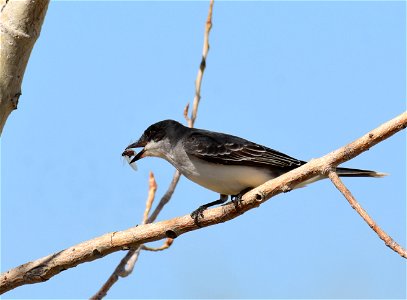 Eastern kingbird at Seedskadee National Wildlife Refuge