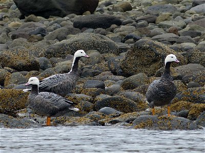 Emperor Geese